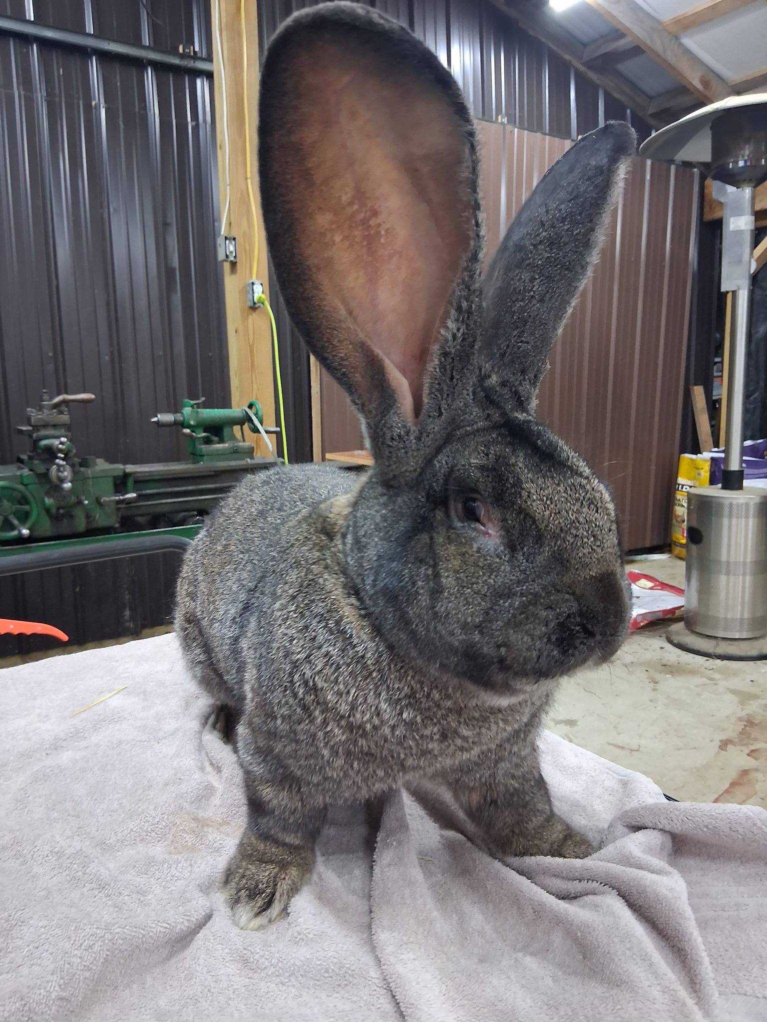 Jet Hill Rabbitry