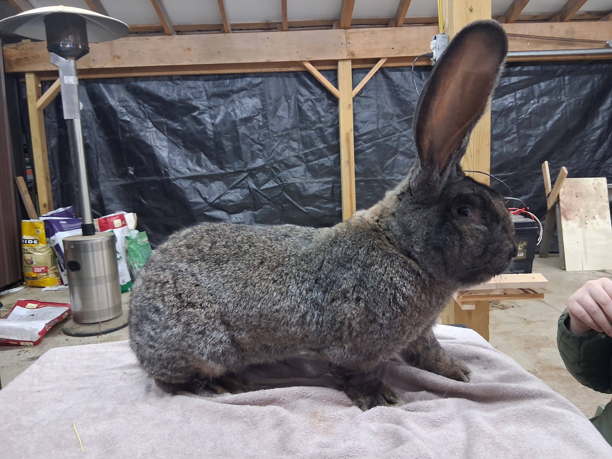 Jet Hill Rabbitry