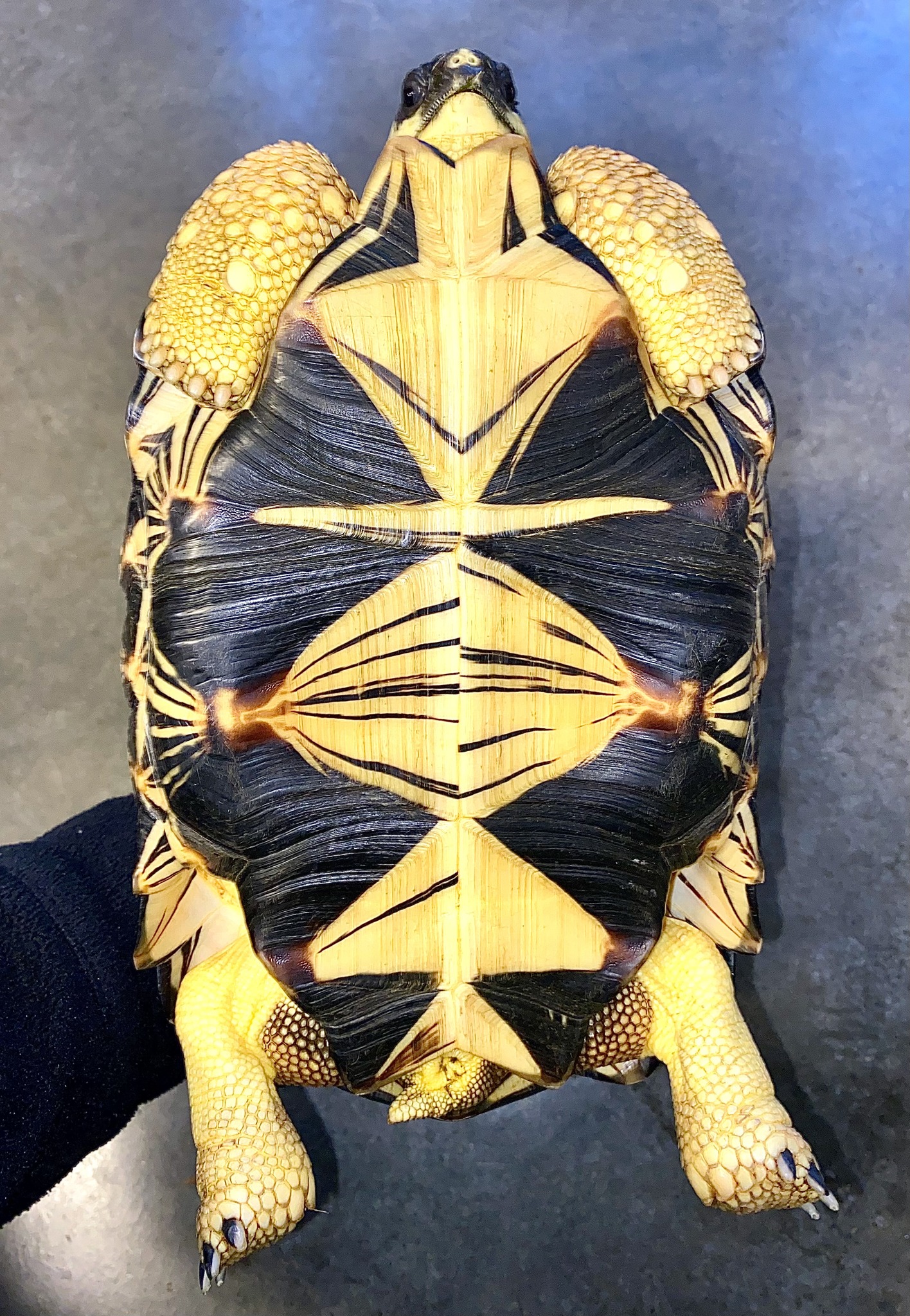 C and - In Chinese culture, turtles and tortoises are represented by ...