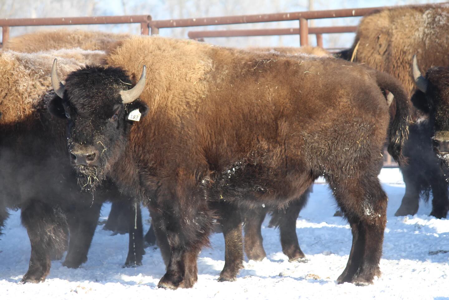 Bison Ridge Farms | Prince Albert SK
