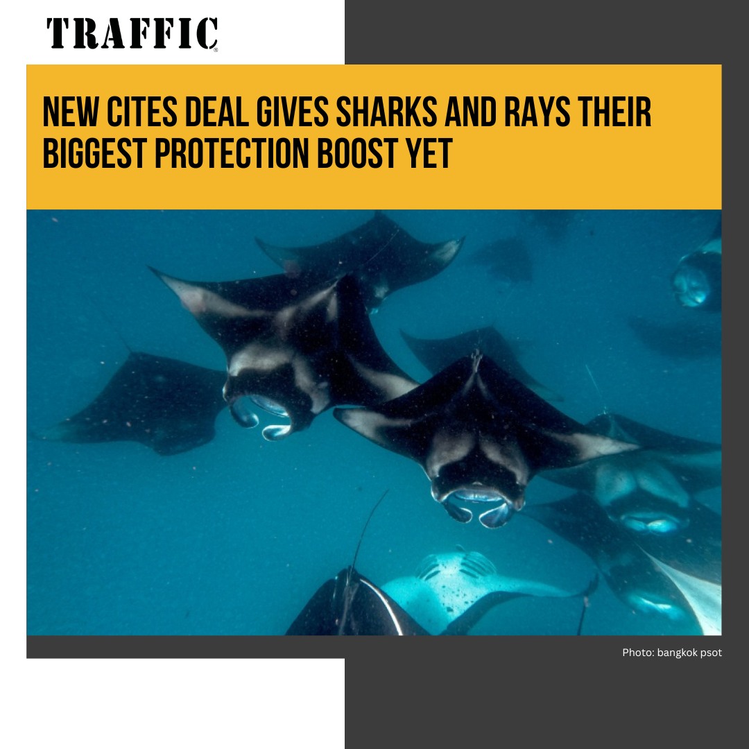 Traffic - Update from the CITES Cop 20 - the world's biggest forum ...