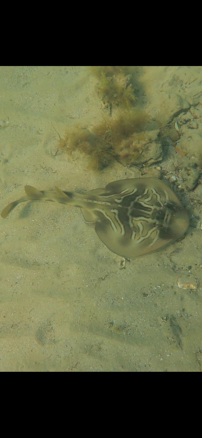 Marine Care Ricketts Point... - Marine Care Ricketts Point