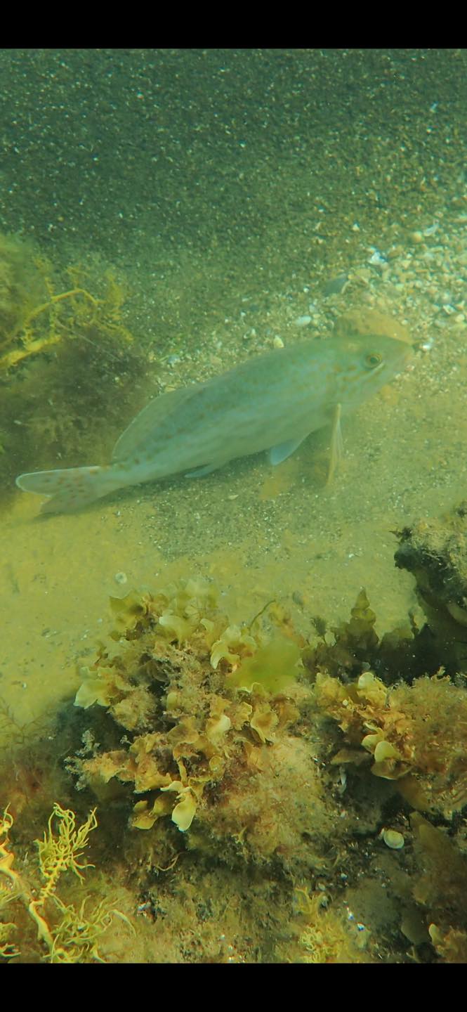 Marine Care Ricketts Point... - Marine Care Ricketts Point