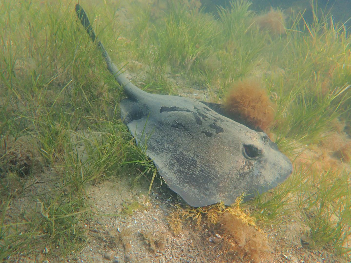 Marine Care Ricketts Point... - Marine Care Ricketts Point