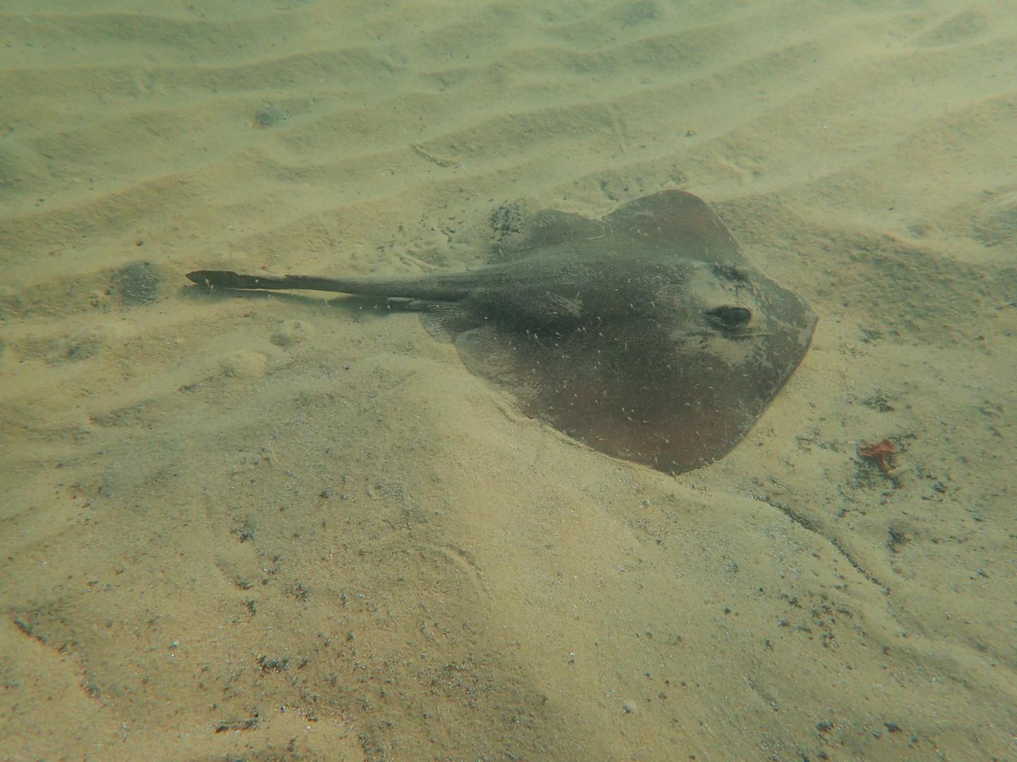 Marine Care Ricketts Point... - Marine Care Ricketts Point