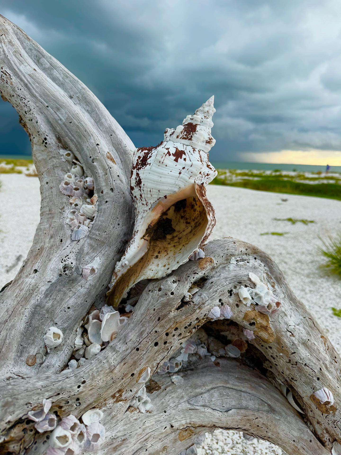 🌴 Discover “Shell Island”... - Reel Kind Fishing and Tours | Facebook