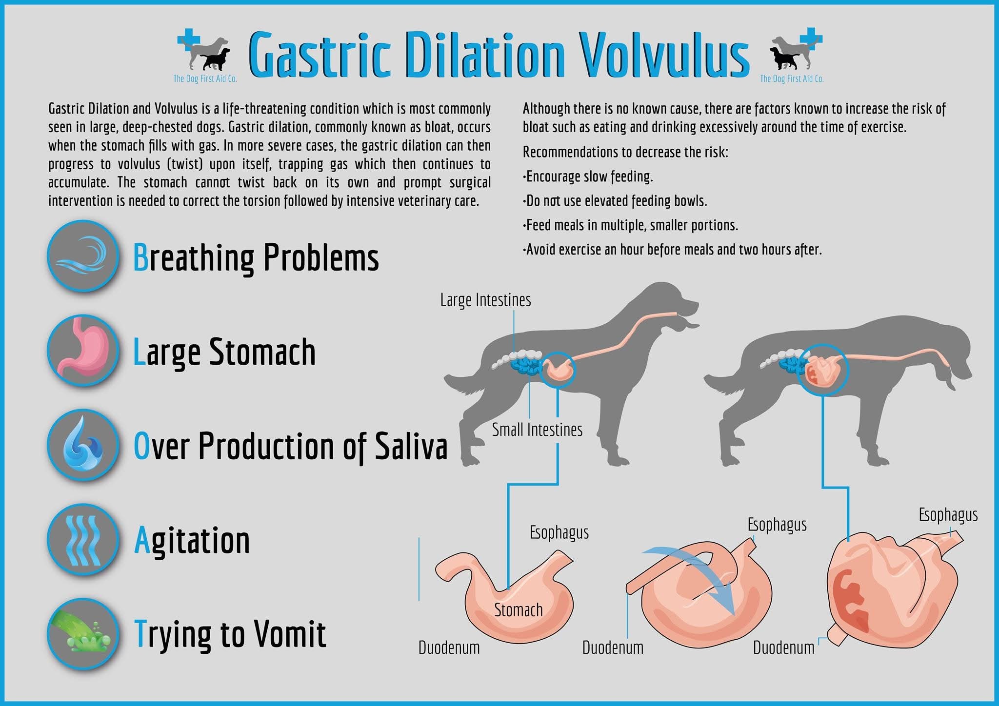 The Dog - BLOAT; The Silent Killer. 💔🐾 While GDV can affect any dog ...