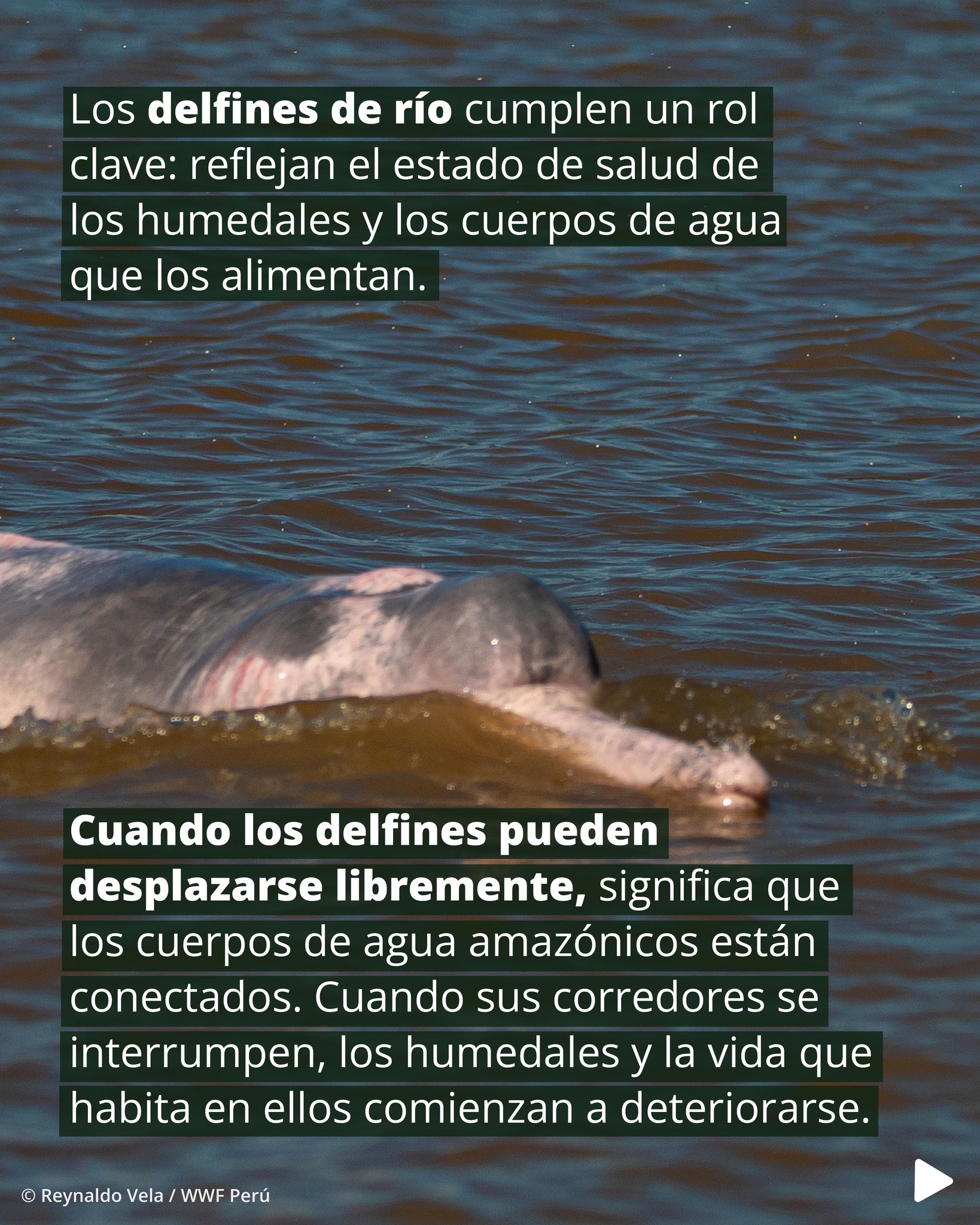 WWF PERÚ - WWF PERÚ added a new photo.