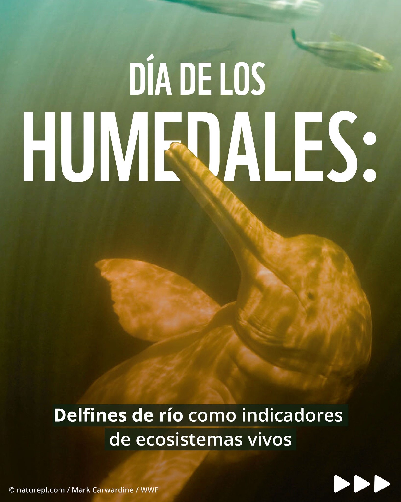WWF PERÚ - #DíaDeLosHumedales Los humedales no se... | Facebook