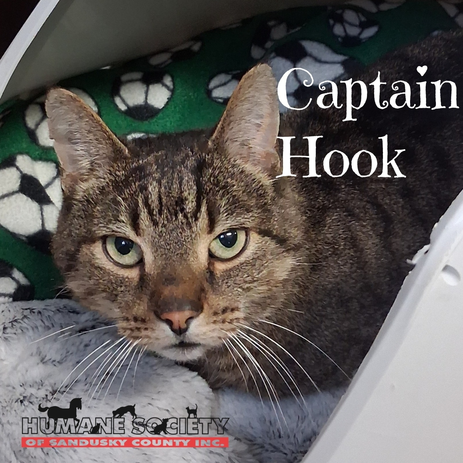 From then to now!😺We... - Humane Society of Sandusky County | Facebook