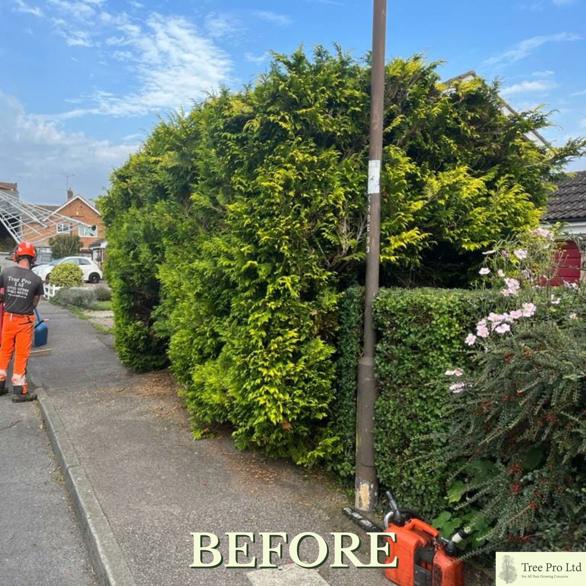 Tree Pro Ltd - 🌳 Before vs After Transformations! 🌿 Just... | Facebook