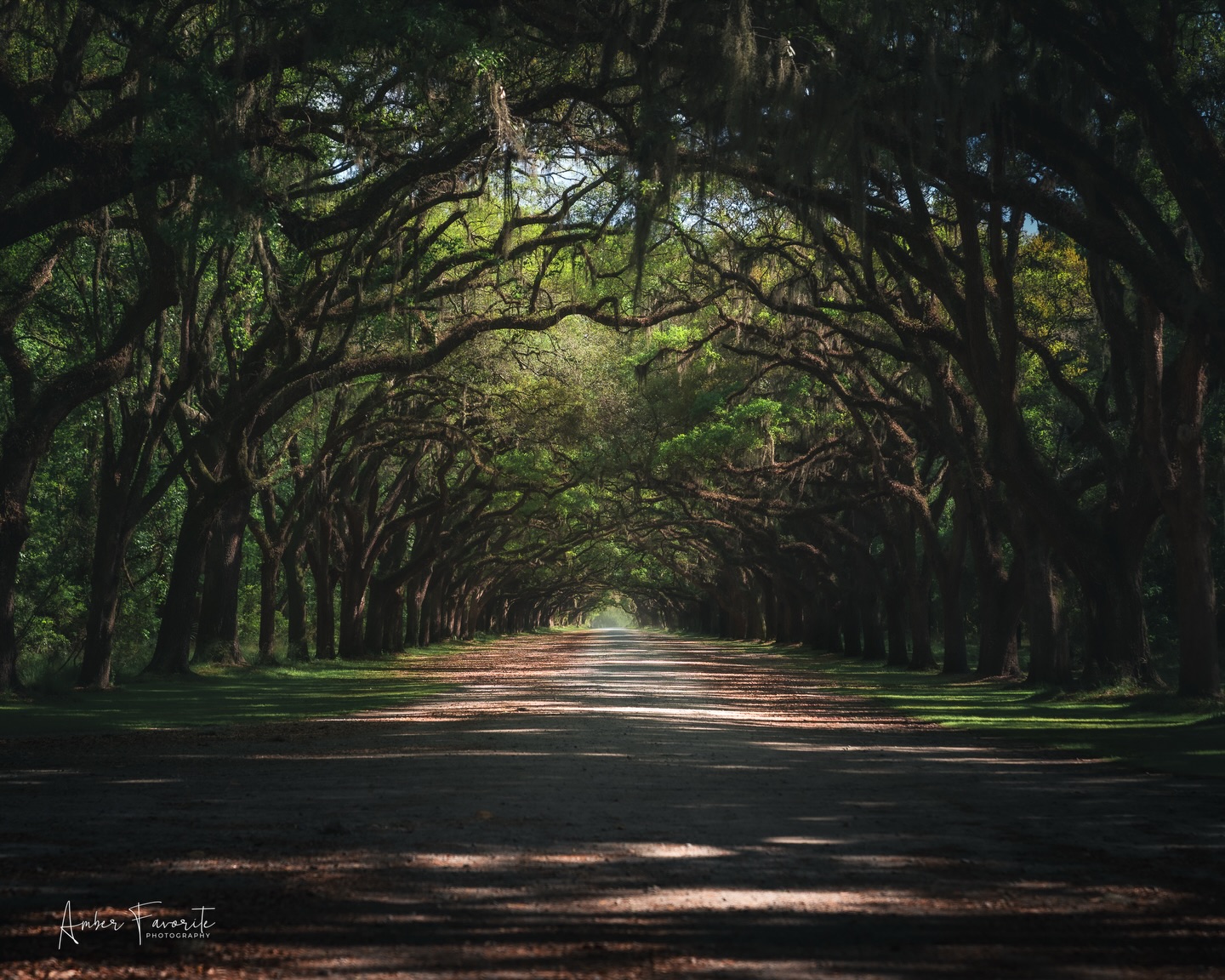 Every time I'm in Savannah, I find myself stopping to look through