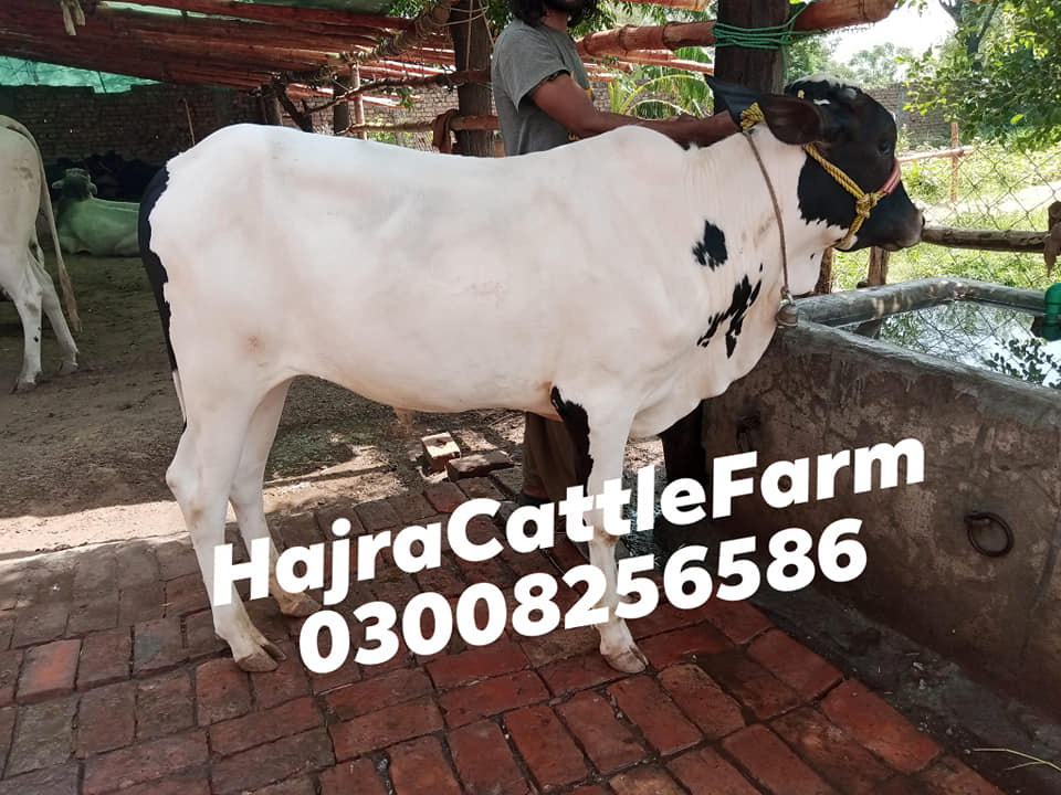 Hajra Cattle and Dairy Farm | Islamabad