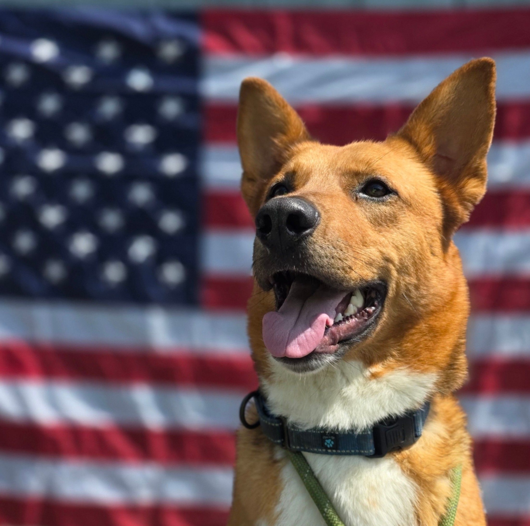 Milo is a one year old... - Ayres Memorial Animal Shelter | Facebook