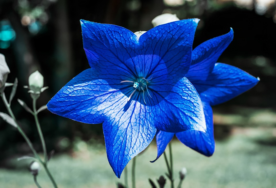 Here's a list of 15 gorgeous Bellflower varieties you may have not