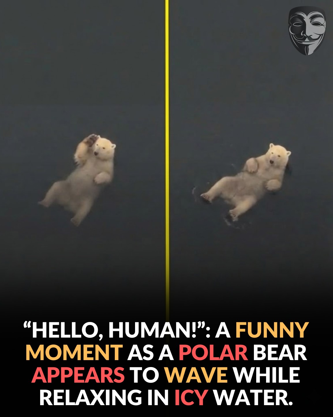 Anonymous - “Hello, human!”: the funny moment when a polar... | Facebook