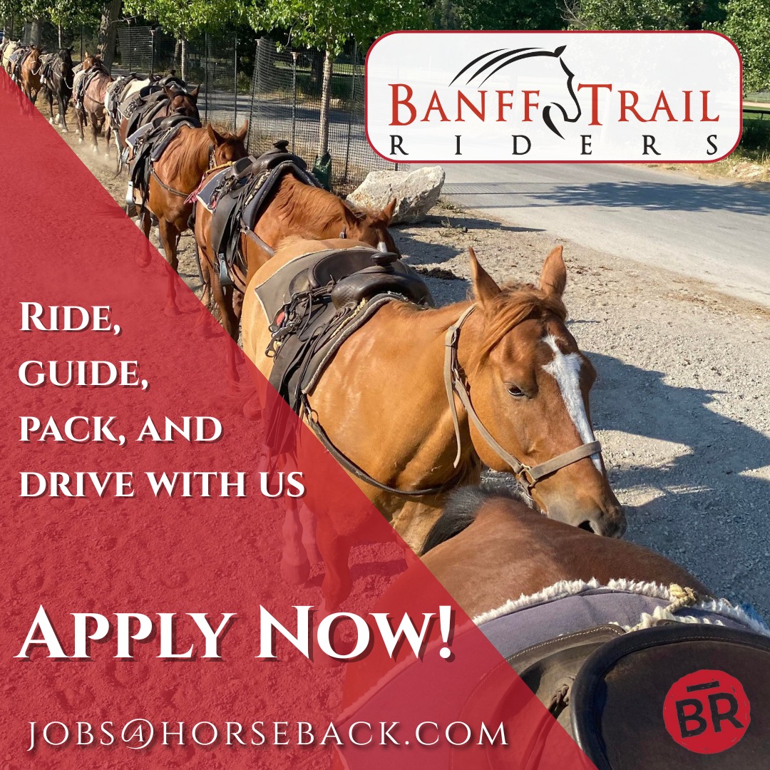 Banff Trail Riders - Meet Henson! Hensen is one of our most experienced ...