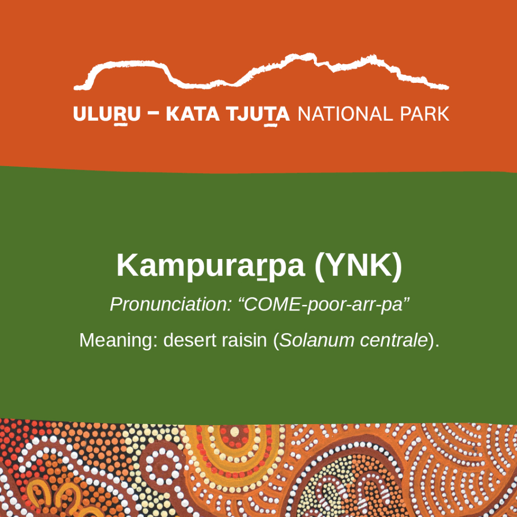 Uluṟu-Kata - We've been checking for signs of invasive species that may ...