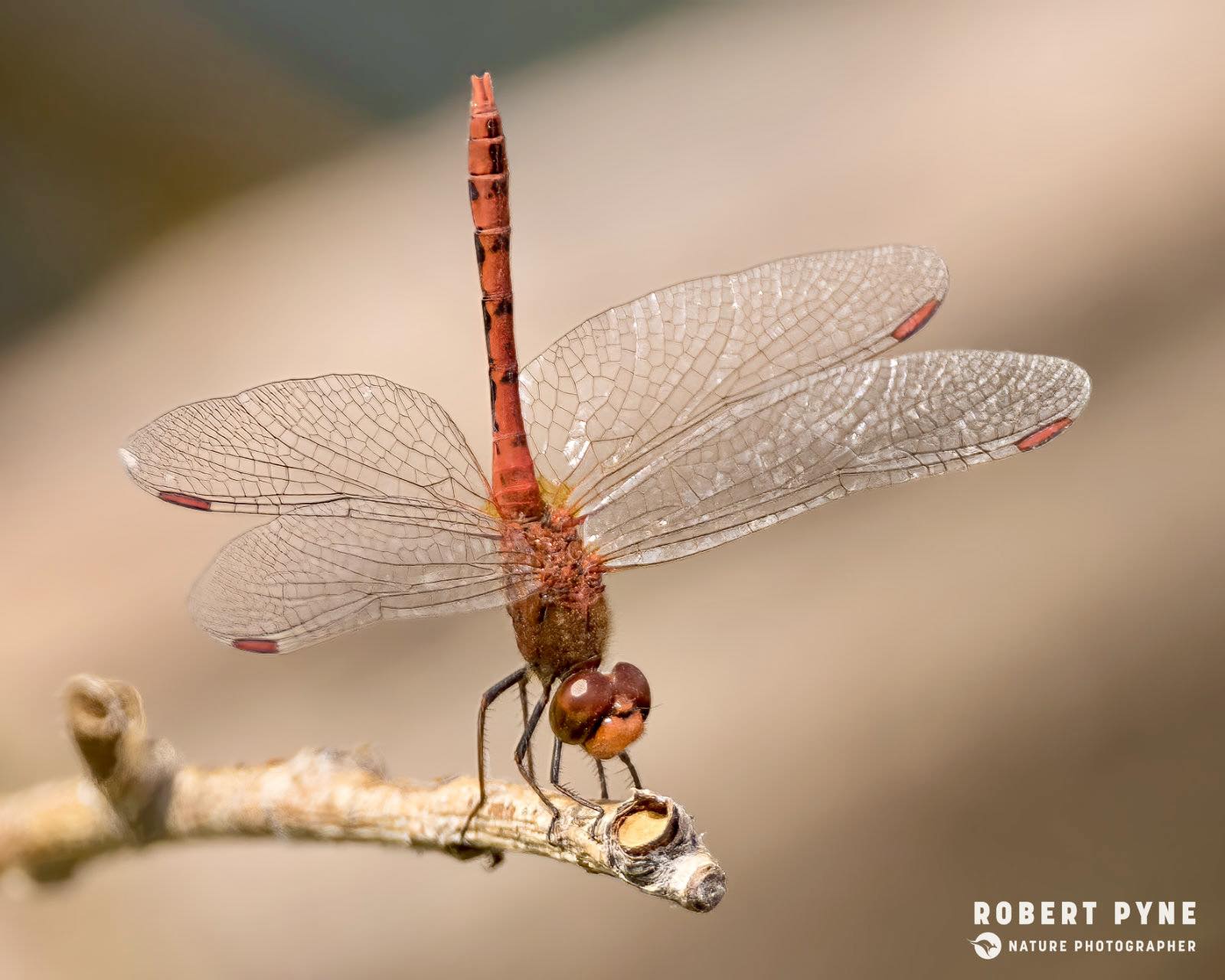 Robert - Captured this Wandering Percher or Red Percherdragony on the ...