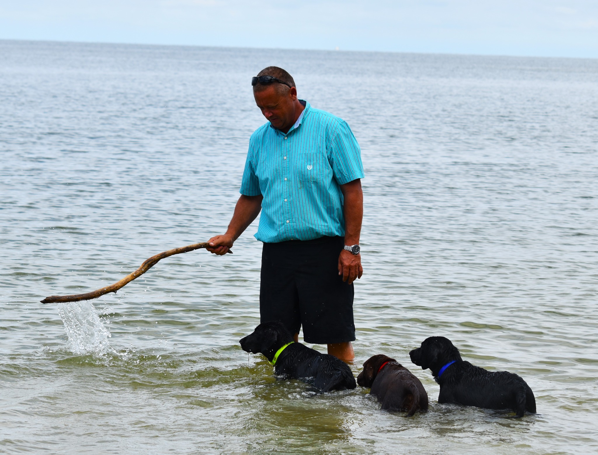Blue Ridge Lane... - Blue Ridge Lane Labrador Retrievers