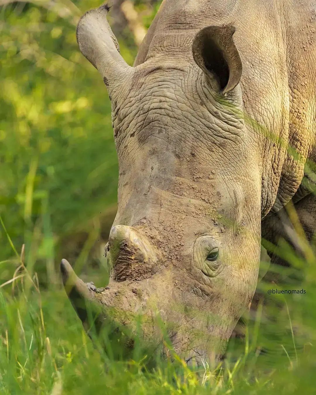 Uganda Expedition And Safari - By 1982, Rhinoceros which are indigenous ...