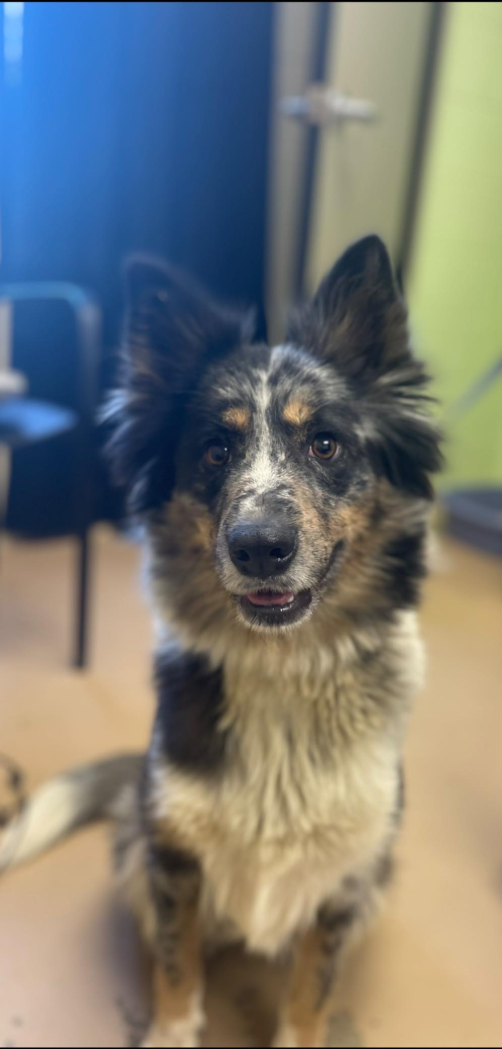 Meet Koko... - Humane Society Pet Rescue & Adoption Center | Facebook