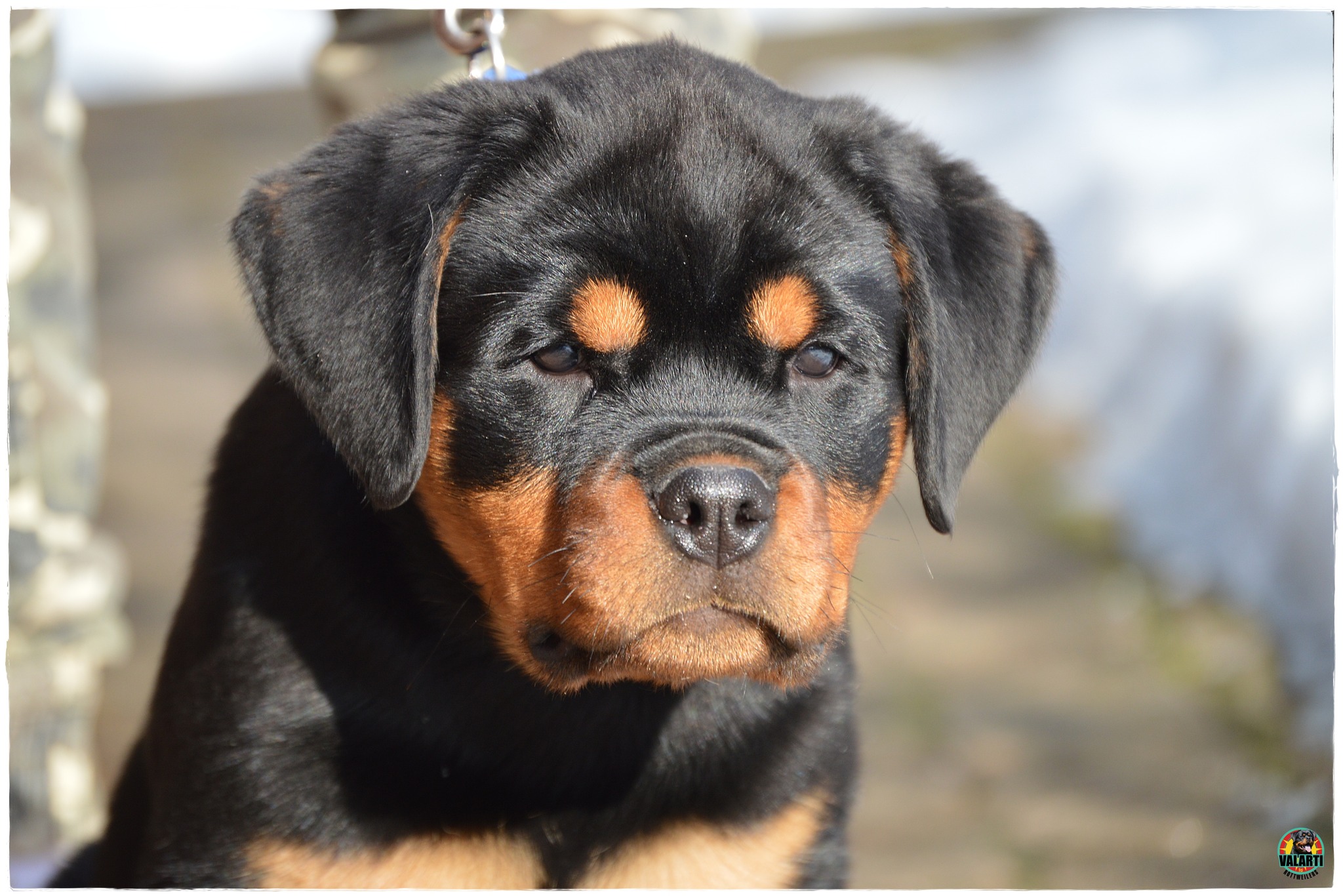Valarti FCI Rottweiler... - Valarti FCI Rottweiler Kennel