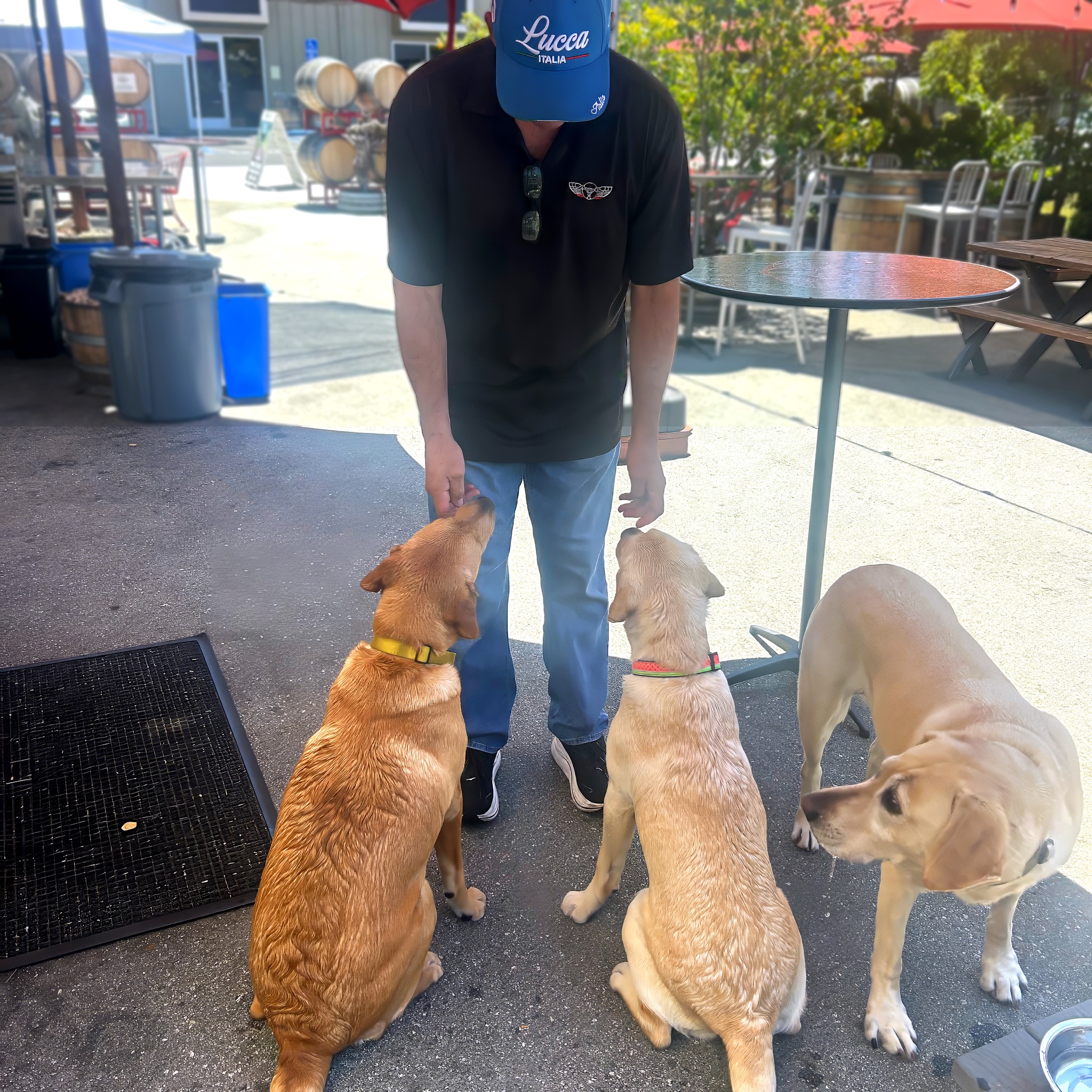 Auto - Phil, the Pied Piper of Labradors Phil, the son of Buff and part ...