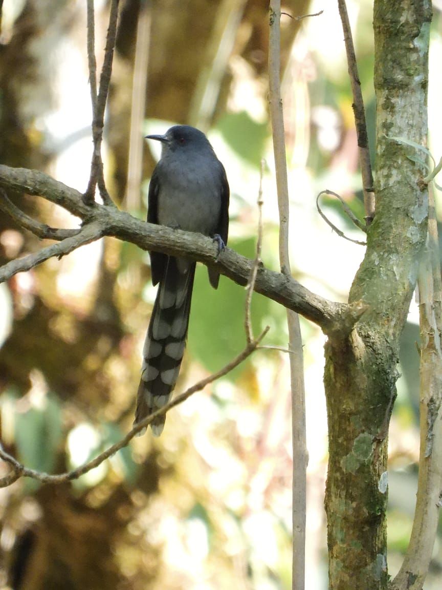 Sikkim - #SikkimVoice Long-tailed Sibia Spotted in Sikkim After 60 ...