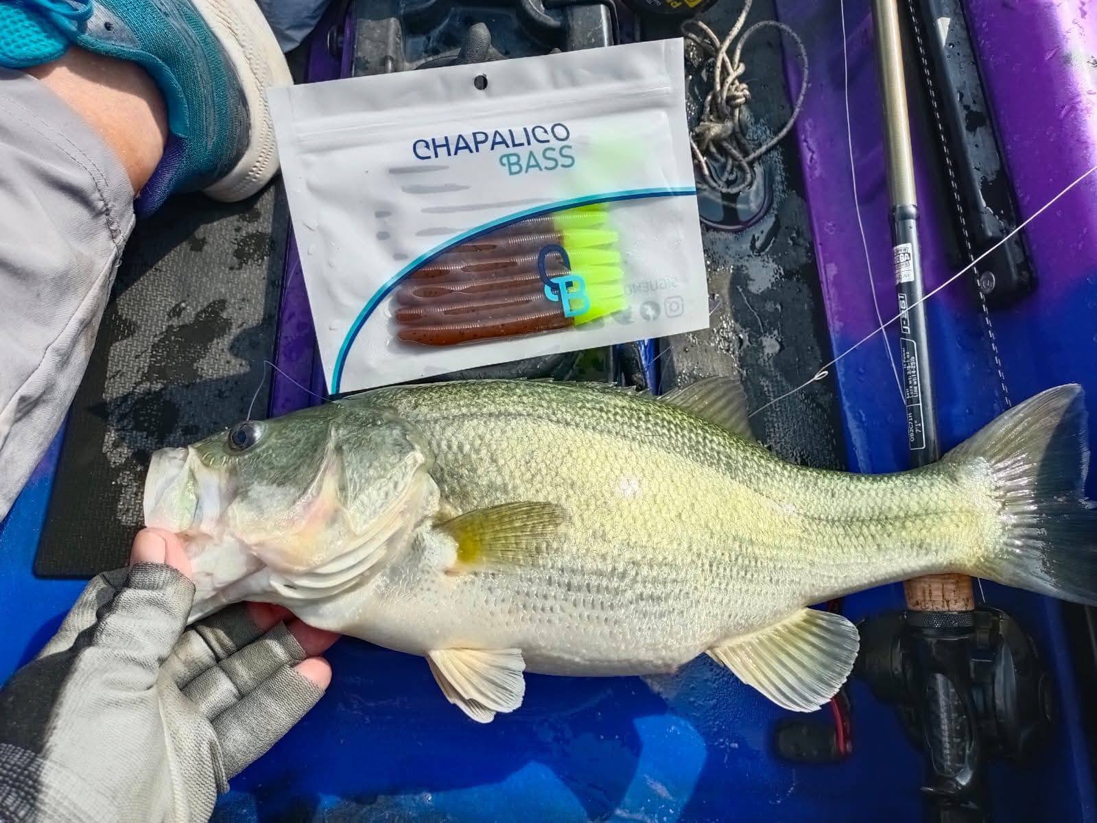 Chapalico Bass | Chapala