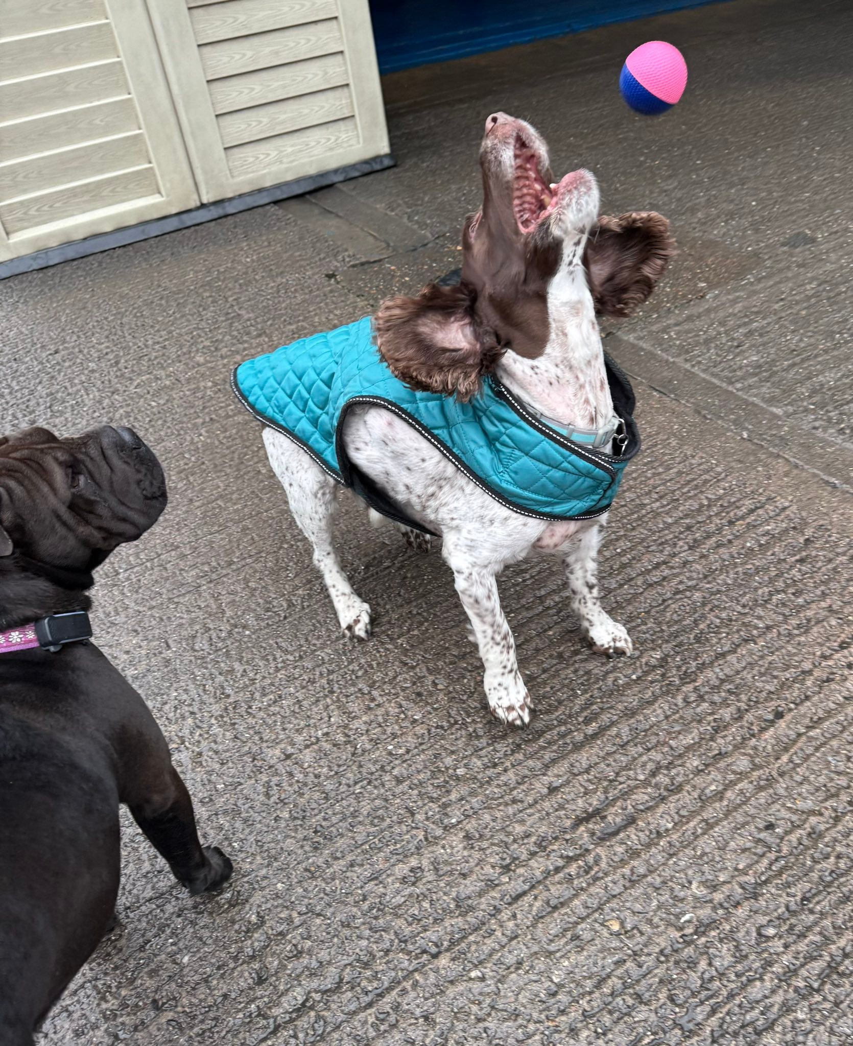 Springvale Canine Creche... - Springvale Canine Creche Ltd