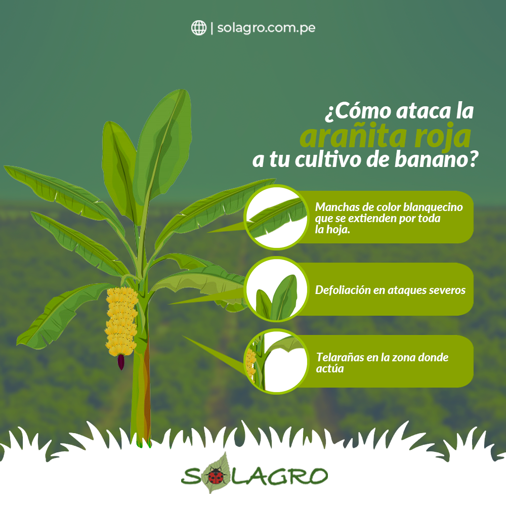 Solagro - EMULSOL L11-280 es un concentrado emulsionable...