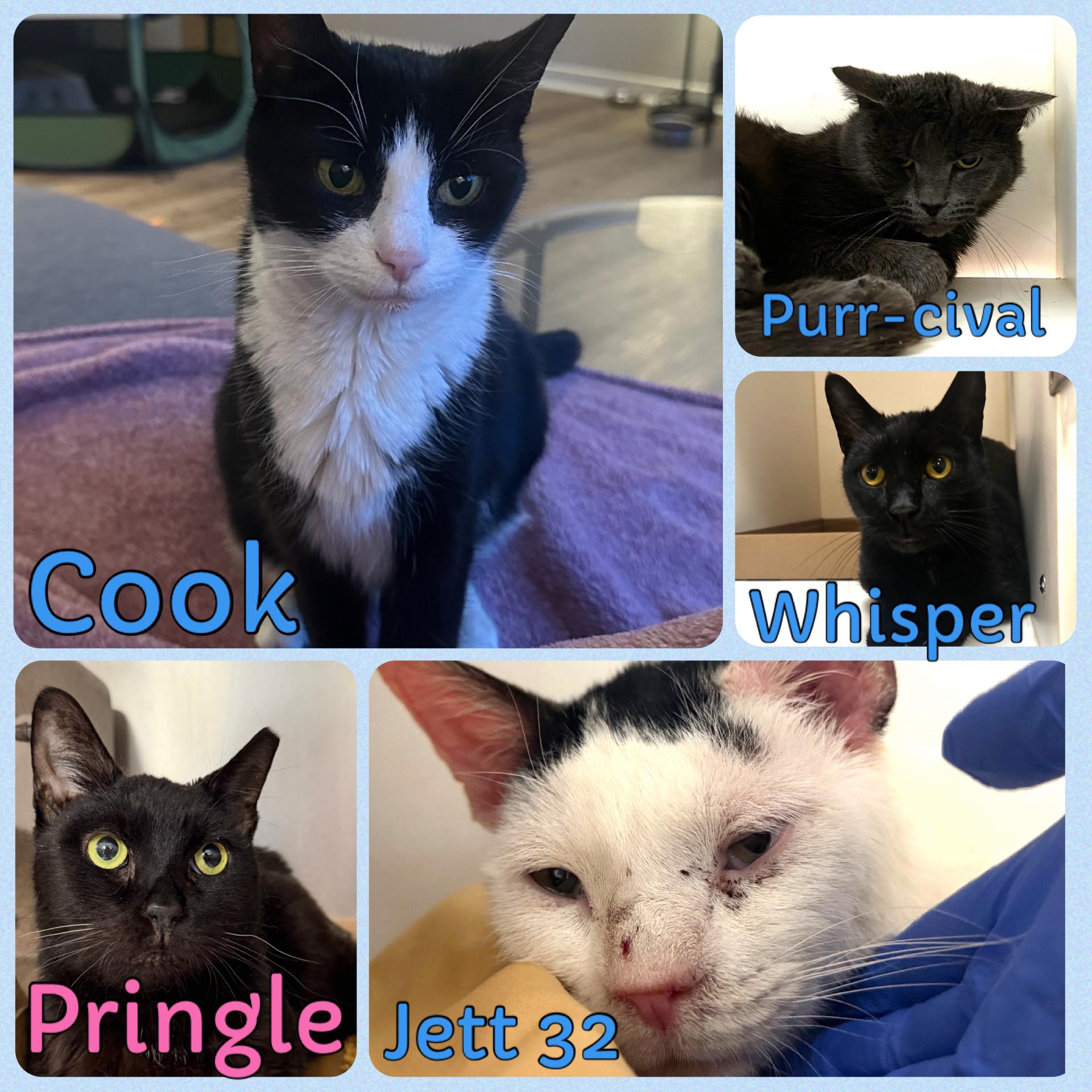 UPDATED TIMESTAMPS - as of... - ACCT Philly: At-Risk Cats | Facebook