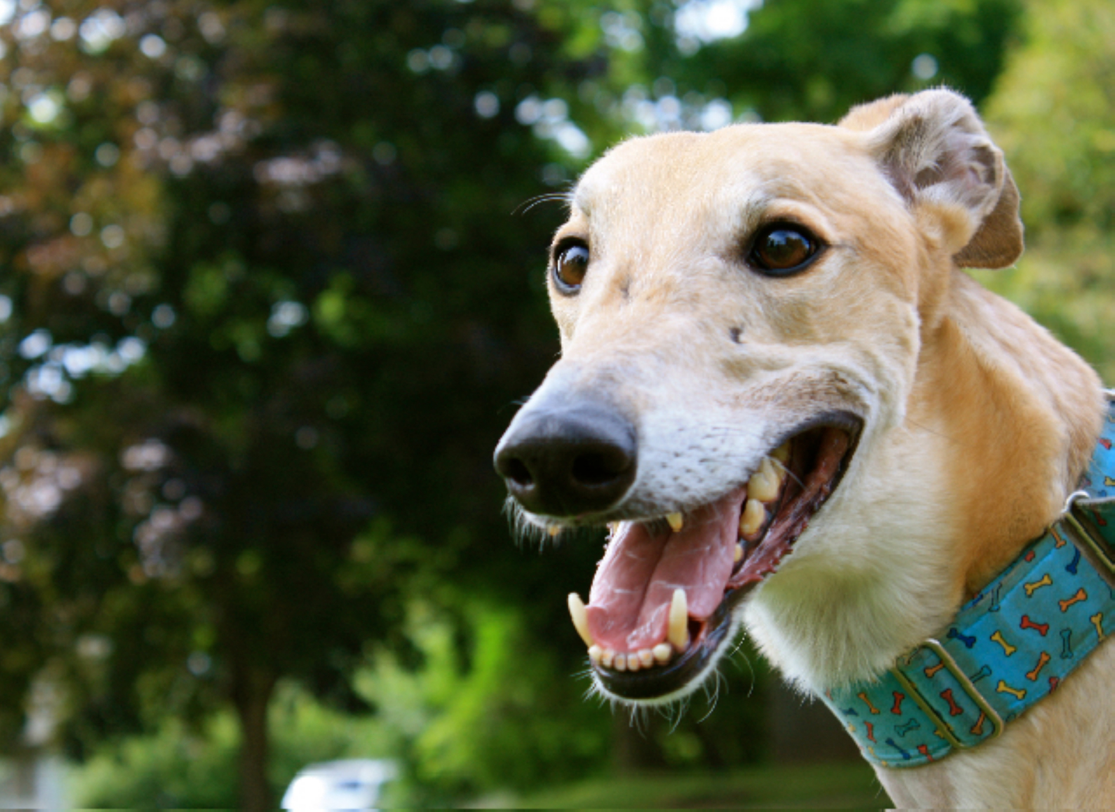 GREY2K USA - Irish government to prop up dog racing with... | Facebook