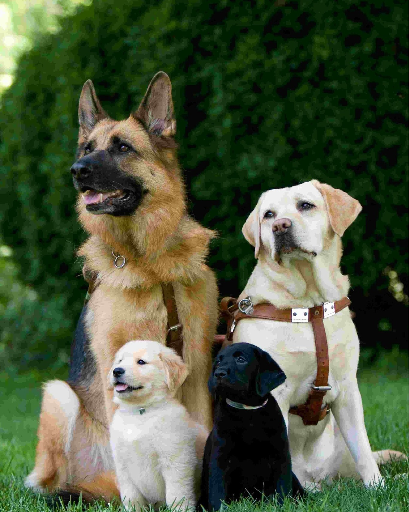 Iowa - Today marks the anniversary of the very first guide dog training ...