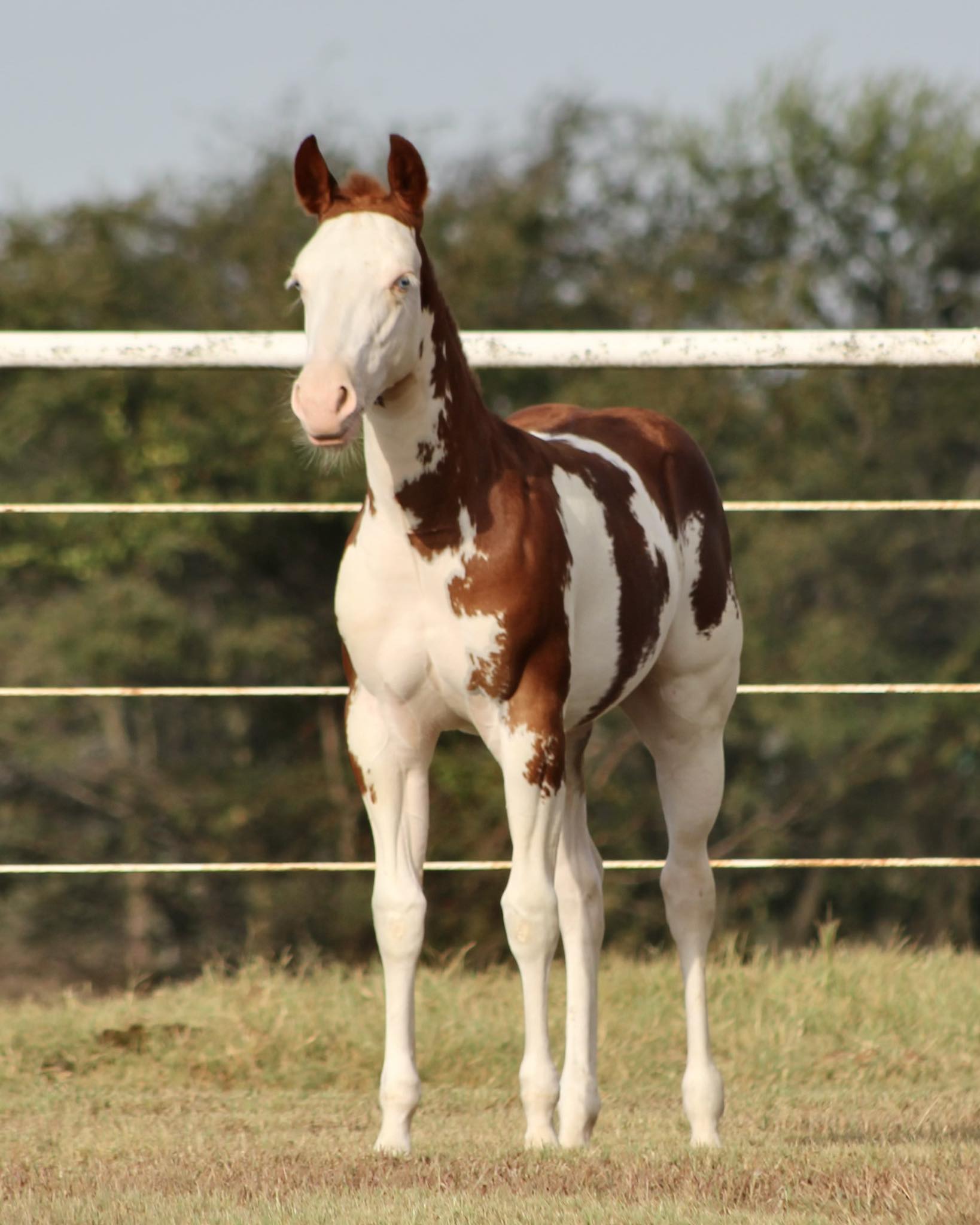 COLONELS - STUNNING Jojo offspring! 😍 This gorgeous colt is proudly ...