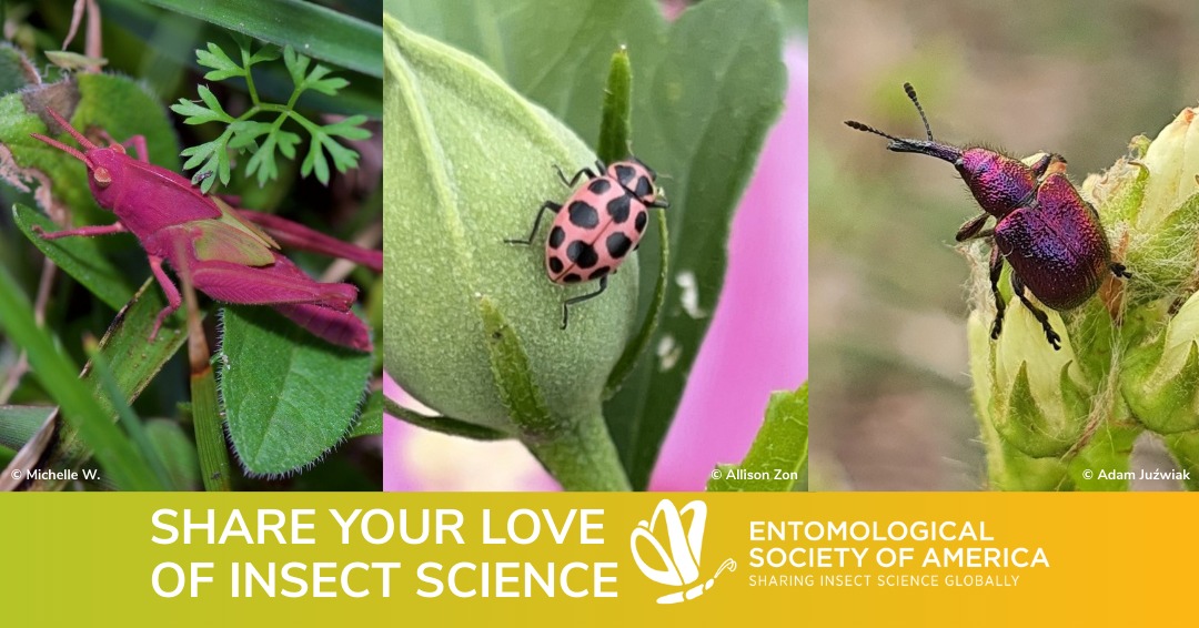 Entomological - How climate change can increase the number of pests per ...