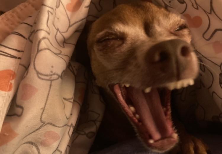 Choco - Dobbie: I waffin’ and waffin’! Momma dus telled us we is going ...