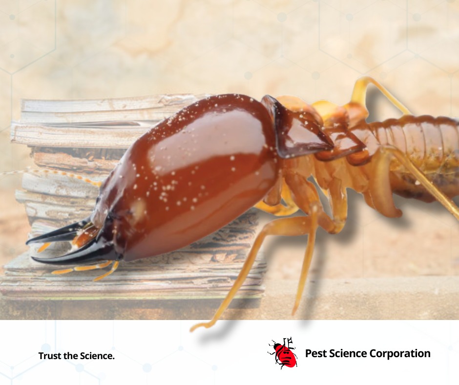Pest - Termites may be small, but the destruction they cause is huge ...