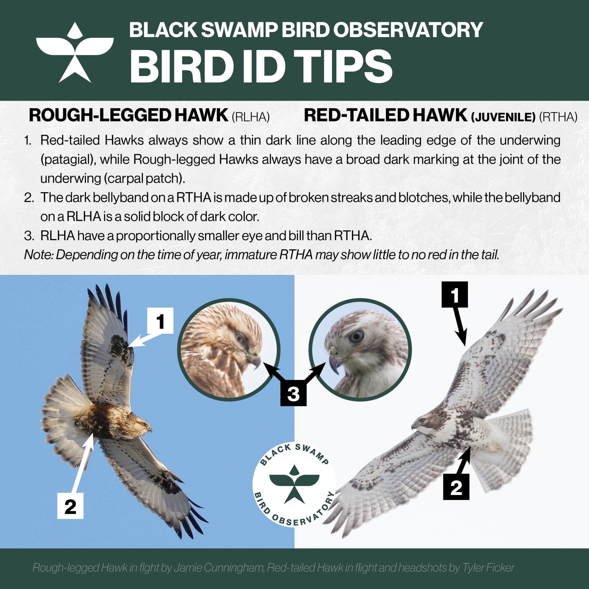 Black - Bird ID Tips with Black Swamp Bird Observatory Today’s ...