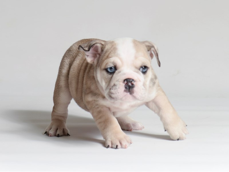 Petland - BULLDOG - FEMALE 📞 785-246-8990 📍 1801 SW Wanamaker Road in ...