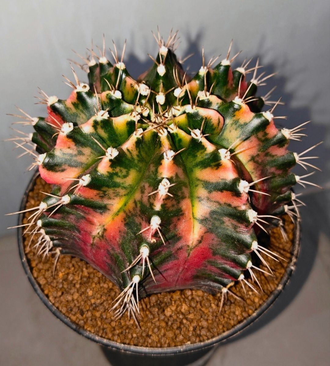 P.Ginka x P.Rydeen spore Select