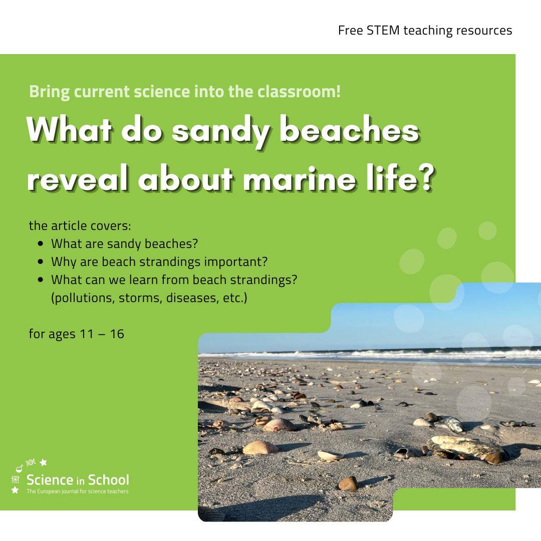Science - Talk about sandy beaches in class! 🏖🐚 For many people, sandy ...