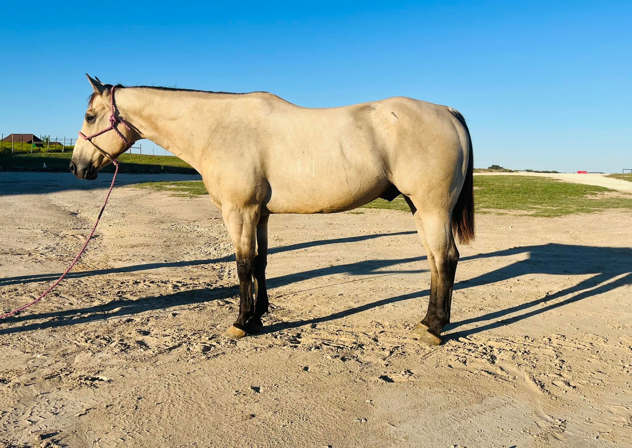 Twisted M Performance Horses | Stephenville TX