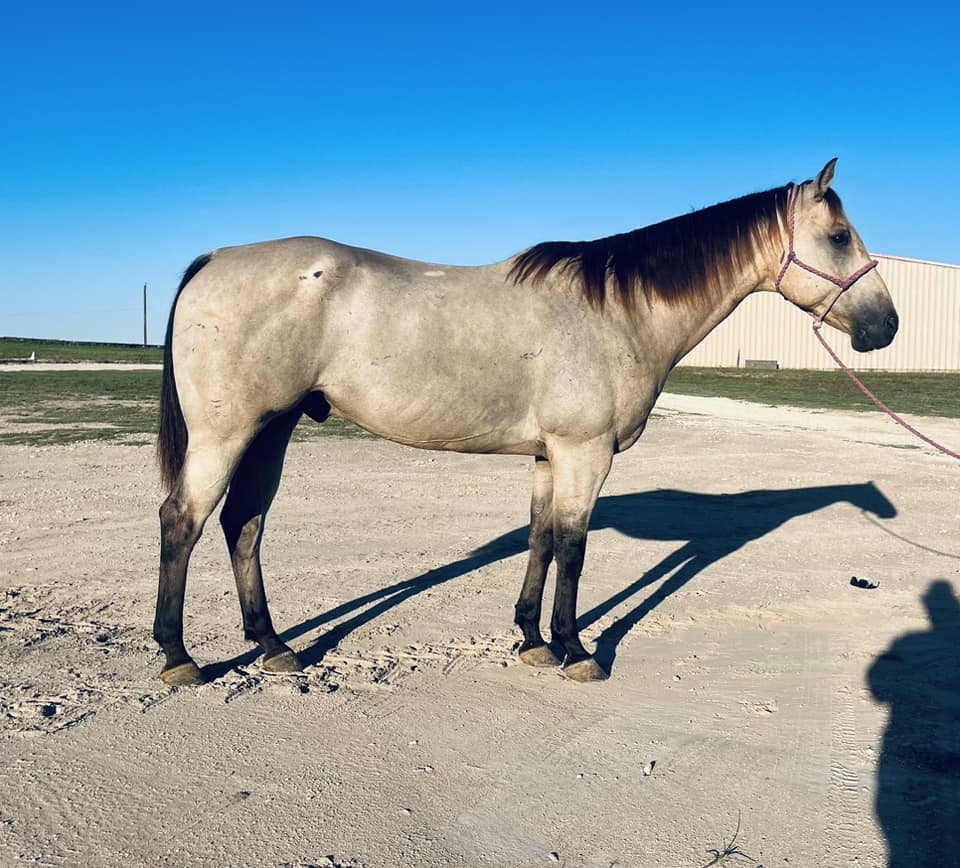 Twisted M Performance Horses | Stephenville TX