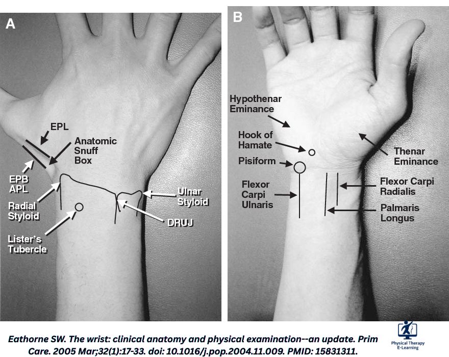 Physical - Surface anatomy of the volar (A) and dorsal (B) wrist, with ...