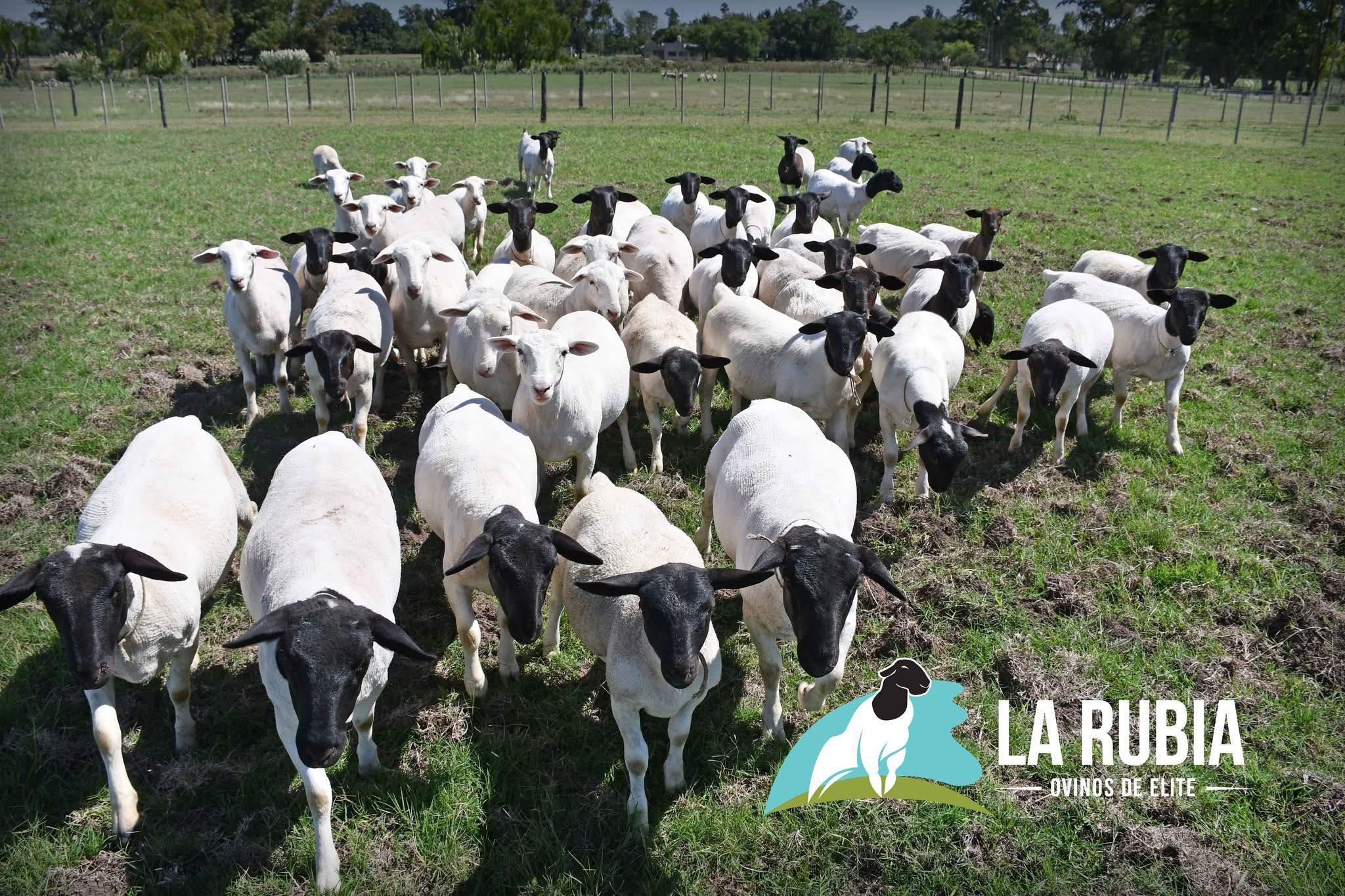 Cabaña - 👉🐑Entre las razas ovinas, el dorper destaca por su gran ...