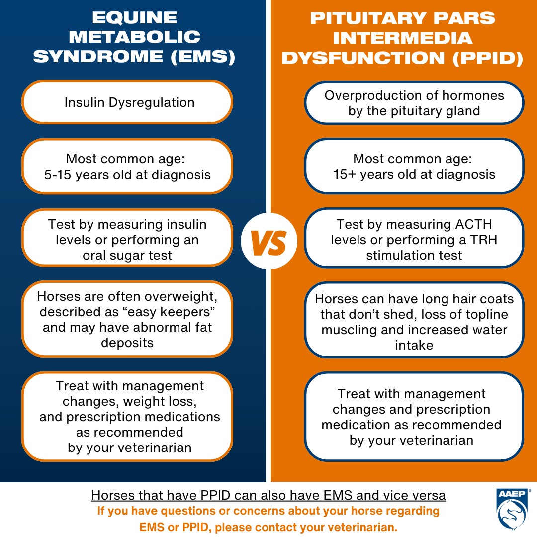 American - Equine endocrine disorders such as Equine Metabolic Syndrome ...