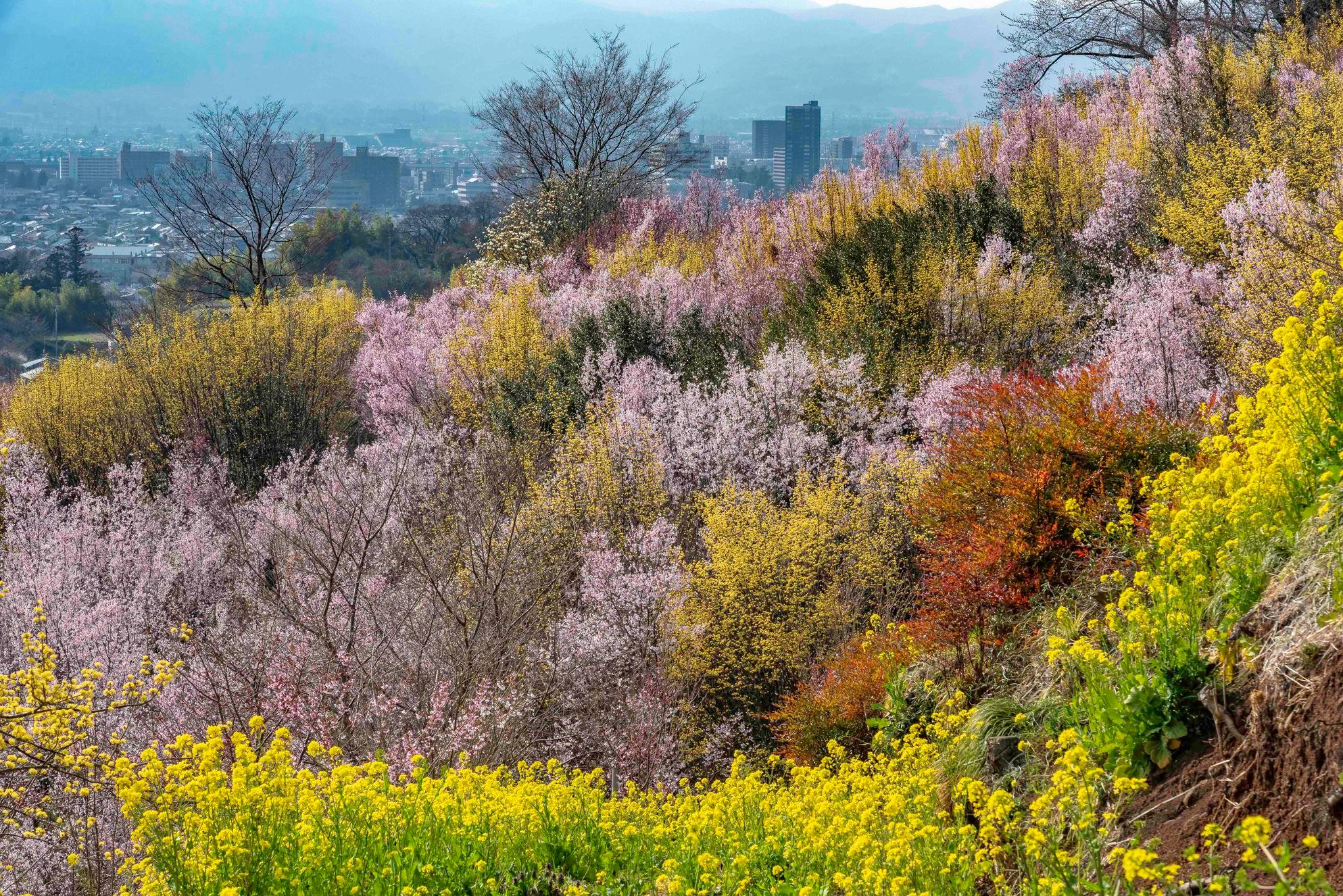 福島市 - 福島市 added a new photo.