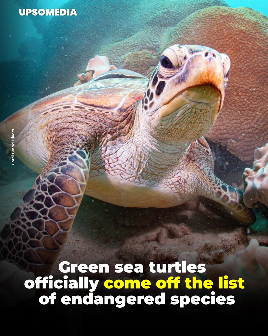 The Kiwi - Green sea turtles, found in tropical and subtropical waters ...